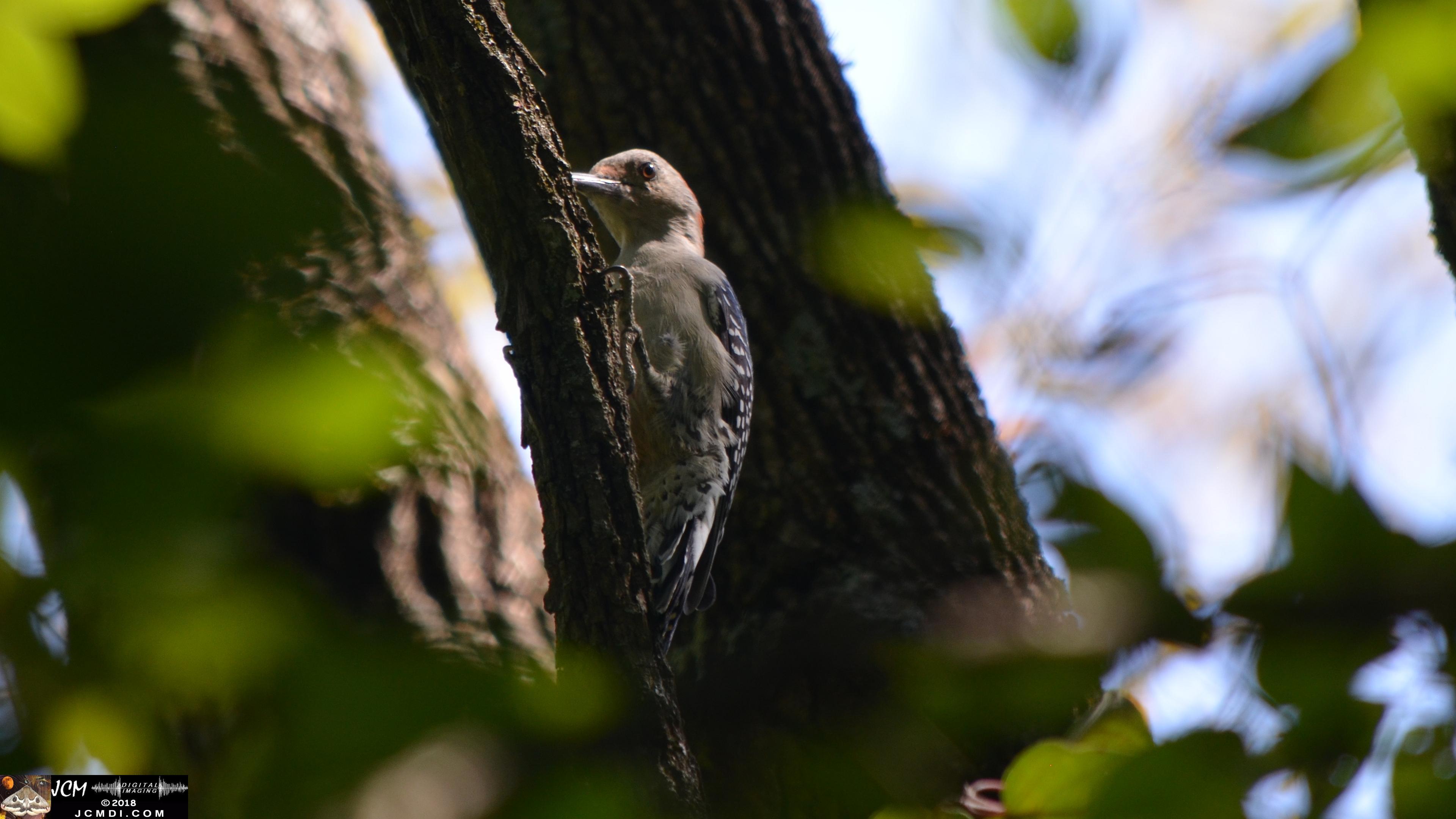 A Woodpecker at Old Hickory Lake.jpg